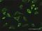 Lon Peptidase 1, Mitochondrial antibody, H00009361-D01P, Novus Biologicals, Immunofluorescence image 