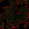 Zonulin antibody, HPA047750, Atlas Antibodies, Immunocytochemistry image 