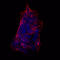 Sialyl Lewis X antibody, MAB2155, R&D Systems, Immunofluorescence image 