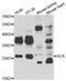 GC-A antibody, orb247795, Biorbyt, Western Blot image 