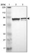 Myelin expression factor 2 antibody, PA5-52128, Invitrogen Antibodies, Western Blot image 