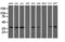 Leucine carboxyl methyltransferase 1 antibody, LS-C173083, Lifespan Biosciences, Western Blot image 