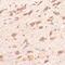 Brain Derived Neurotrophic Factor antibody, FNab00859, FineTest, Western Blot image 