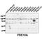 Phosphodiesterase 10A antibody, IQ357, Immuquest, Western Blot image 