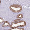 Cyclin O antibody, HPA050090, Atlas Antibodies, Immunohistochemistry frozen image 