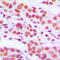 Histone H3 antibody, LS-C353149, Lifespan Biosciences, Immunohistochemistry frozen image 