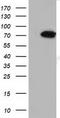 Myotubularin Related Protein 14 antibody, CF501774, Origene, Western Blot image 