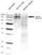 Ankyrin-2 antibody, LS-C228734, Lifespan Biosciences, Western Blot image 