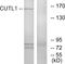 Cut Like Homeobox 1 antibody, LS-C118883, Lifespan Biosciences, Western Blot image 