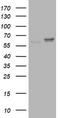 Ribophorin II antibody, TA504604S, Origene, Western Blot image 