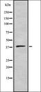 ELAV-like protein 2 antibody, orb337449, Biorbyt, Western Blot image 