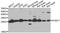 PIMT antibody, orb247564, Biorbyt, Western Blot image 