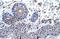 Zinc Finger Protein 660 antibody, 28-467, ProSci, Immunohistochemistry paraffin image 