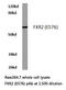 FMR1 Autosomal Homolog 2 antibody, LS-C176774, Lifespan Biosciences, Western Blot image 