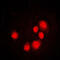 DNA Damage Inducible Transcript 3 antibody, LS-C352113, Lifespan Biosciences, Immunofluorescence image 