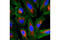 Cytochrome C Oxidase Subunit 4I1 antibody, 8693S, Cell Signaling Technology, Immunofluorescence image 