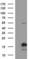 SIVA1 Apoptosis Inducing Factor antibody, MA5-26279, Invitrogen Antibodies, Western Blot image 