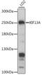 Kinesin Family Member 13A antibody, 16-295, ProSci, Western Blot image 