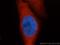 HSP70 antibody, 10995-1-AP, Proteintech Group, Immunofluorescence image 