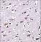 Cellular Repressor Of E1A Stimulated Genes 2 antibody, LS-C167031, Lifespan Biosciences, Immunohistochemistry frozen image 