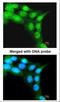 F-box/LRR-repeat protein 3 antibody, NBP1-32979, Novus Biologicals, Immunocytochemistry image 
