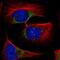 Solute Carrier Family 11 Member 2 antibody, NBP1-91841, Novus Biologicals, Immunofluorescence image 