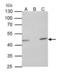 Tu Translation Elongation Factor, Mitochondrial antibody, GTX101764, GeneTex, Immunoprecipitation image 