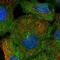 Kelch Like Family Member 6 antibody, NBP1-83880, Novus Biologicals, Immunocytochemistry image 