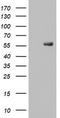 Receptor Interacting Serine/Threonine Kinase 3 antibody, CF803093, Origene, Western Blot image 