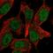 GATA Zinc Finger Domain Containing 1 antibody, HPA072785, Atlas Antibodies, Immunocytochemistry image 