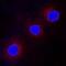 WASP antibody, AF3070, R&D Systems, Immunocytochemistry image 