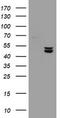 Ubiquinol-Cytochrome C Reductase Core Protein 1 antibody, TA800100S, Origene, Western Blot image 