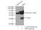Spermidine synthase antibody, 19858-1-AP, Proteintech Group, Immunoprecipitation image 