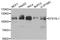 Epidermal growth factor receptor substrate 15-like 1 antibody, orb373793, Biorbyt, Western Blot image 