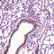Leptin antibody, A00479-4, Boster Biological Technology, Immunohistochemistry frozen image 