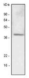 Lymphatic Vessel Endothelial Hyaluronan Receptor 1 antibody, MBS200022, MyBioSource, Western Blot image 