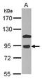 Component Of Oligomeric Golgi Complex 7 antibody, PA5-29044, Invitrogen Antibodies, Western Blot image 