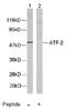 CREB2 antibody, AP02572PU-S, Origene, Western Blot image 
