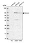 DEAD-Box Helicase 42 antibody, PA5-55273, Invitrogen Antibodies, Western Blot image 