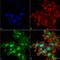 Autophagy Related 2A antibody, SPC-652D-A390, StressMarq, Immunocytochemistry image 