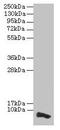 Cytochrome C Oxidase Copper Chaperone COX17 antibody, CSB-PA619858LA01HU, Cusabio, Western Blot image 