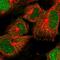 Denticleless protein homolog antibody, HPA032023, Atlas Antibodies, Immunofluorescence image 