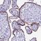 Pregnancy Specific Beta-1-Glycoprotein 11 antibody, NBP1-87795, Novus Biologicals, Immunohistochemistry frozen image 