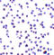 C9orf72-SMCR8 Complex Subunit antibody, 8469, ProSci, Immunocytochemistry image 