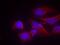 Glutamate Ionotropic Receptor NMDA Type Subunit 2B antibody, GTX50221, GeneTex, Immunofluorescence image 