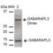 Gamma-aminobutyric acid receptor-associated protein-like 3 antibody, SPC-626D-A680, StressMarq, Western Blot image 