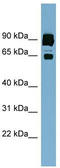 CLPTM1 Like antibody, TA339558, Origene, Western Blot image 