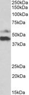Pyridine Nucleotide-Disulphide Oxidoreductase Domain 1 antibody, EB11852, Everest Biotech, Western Blot image 