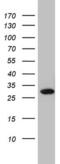 RNA Transcription, Translation And Transport Factor antibody, MA5-26627, Invitrogen Antibodies, Western Blot image 