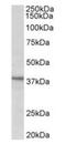 Chromosome 12 Open Reading Frame 29 antibody, orb12329, Biorbyt, Western Blot image 